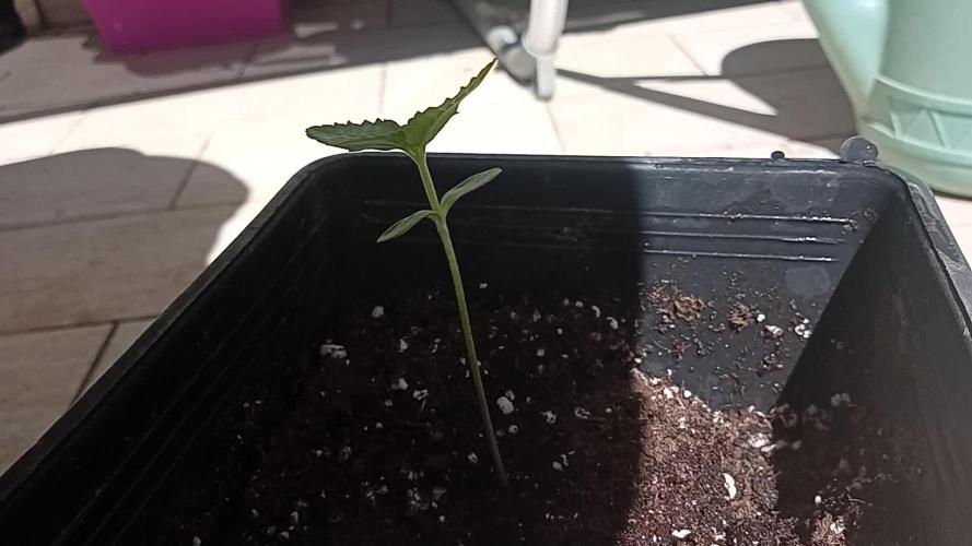 (Lemon mandarine) Poor Summer extra part
