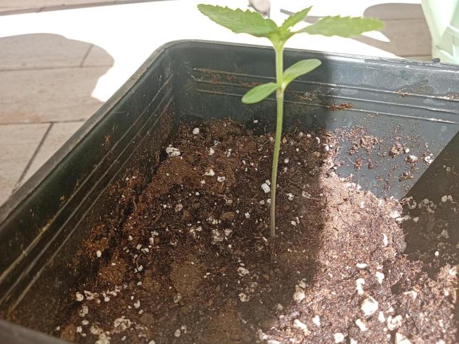 (Lemon mandarine) Poor Summer extra part. Week 2 - The tall