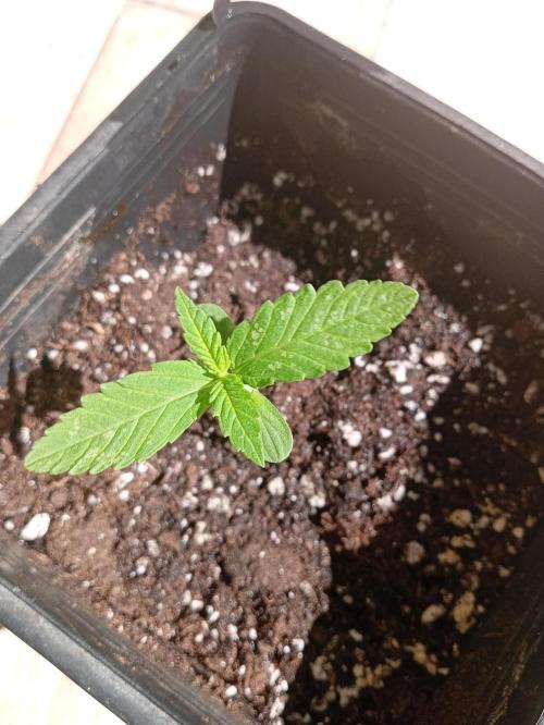 (Lemon mandarine) Poor Summer extra part. Week 2 - The top