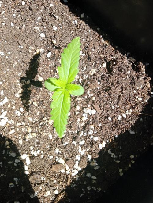 (🍌purple punch RF3) Poor Summer part2. Week 2