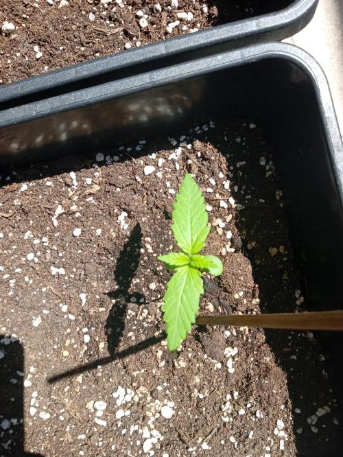 (🍌purple punch RF3) Poor Summer part2. Week 2