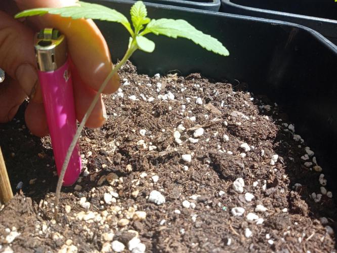(🍌purple punch RF3) Poor Summer part2. Week 2