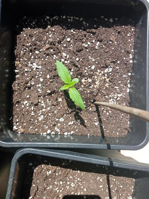 (🍌purple punch RF3) Poor Summer part2. Week 2