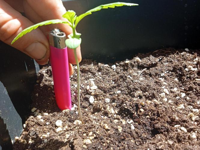 (🍌purple punch RF3) Poor Summer part2. Week 2