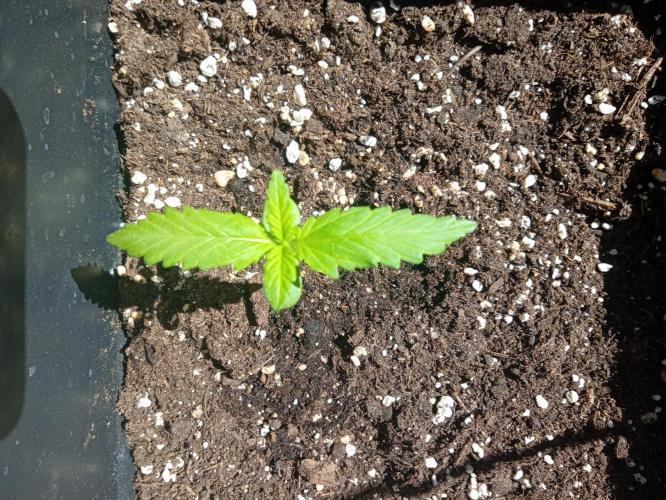 (🍌purple punch RF3) Poor Summer part2. Week 2