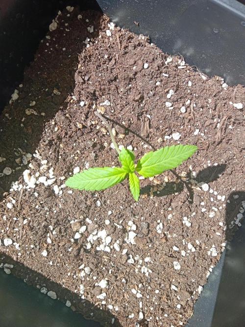 (🍌purple punch RF3) Poor Summer part2. Week 2