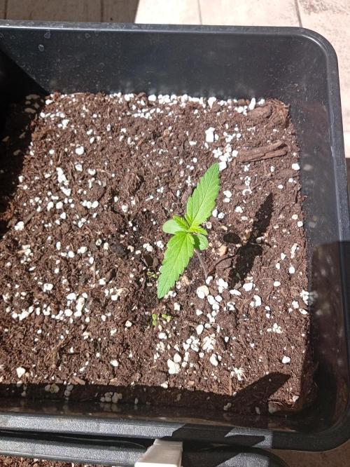 (🍌purple punch RF3) Poor Summer part2. Week 2