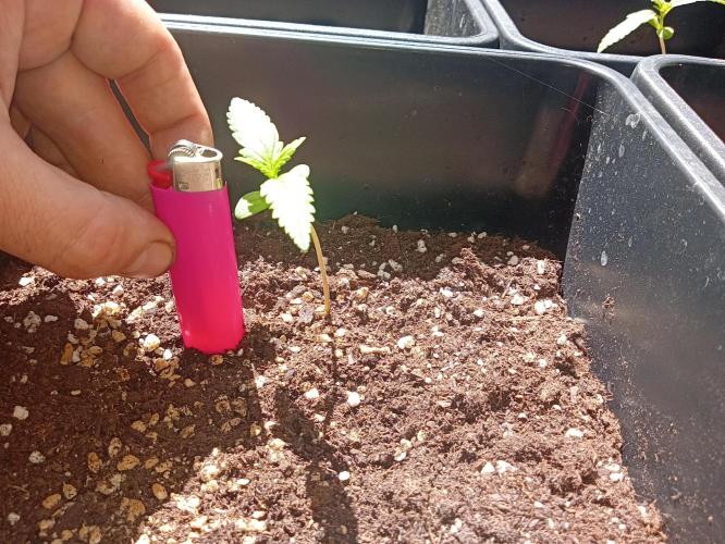 (🍌purple punch RF3) Poor Summer part2. Week 2