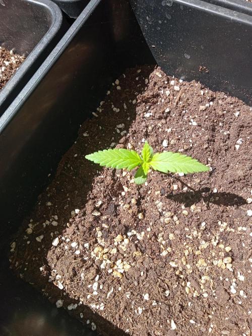 (🍌purple punch RF3) Poor Summer part2. Week 2
