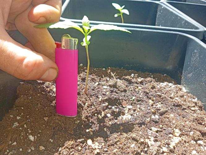 (🍌purple punch RF3) Poor Summer part2. Week 2