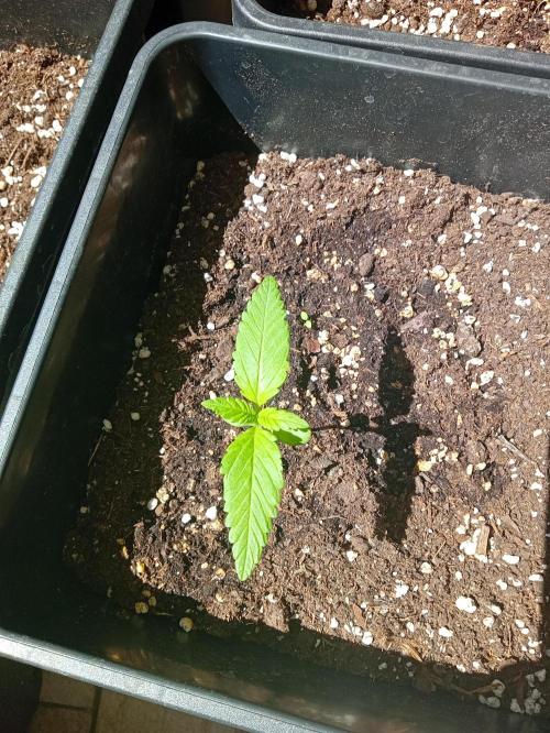 (🍌purple punch RF3) Poor Summer part2. Week 2