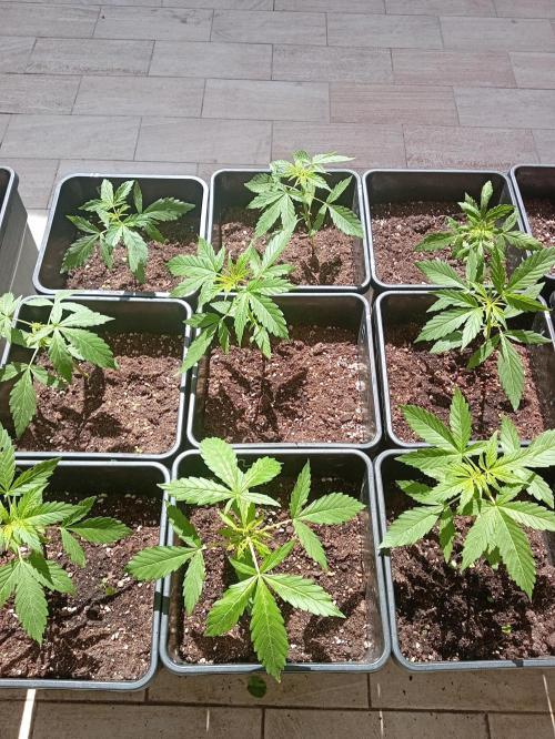 (afghan kush auto) poor Summer part 1. Week 3