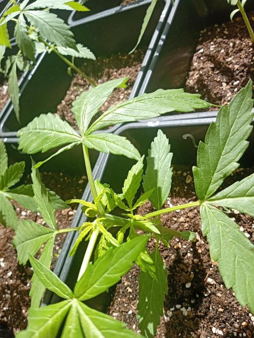 (afghan kush auto) poor Summer part 1. Week 3