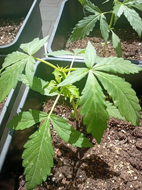 (afghan kush auto) poor Summer part 1. Week 3