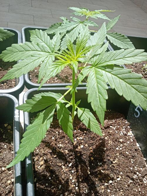 (afghan kush auto) poor Summer part 1. Week 3 - The champion of the run!?