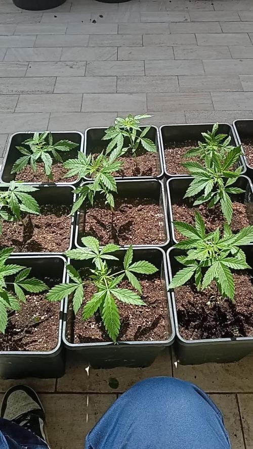 (afghan kush auto) poor Summer part 1