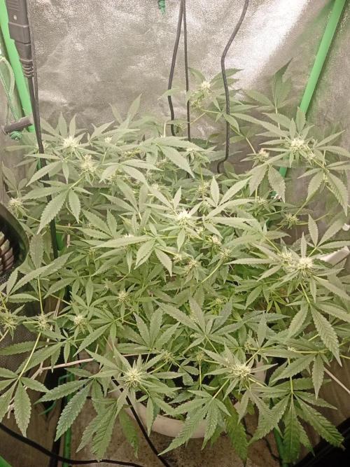 N13 kush by sensi seeds. Week 13