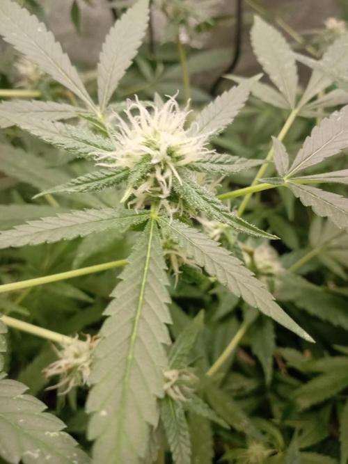 N13 kush by sensi seeds. Week 13