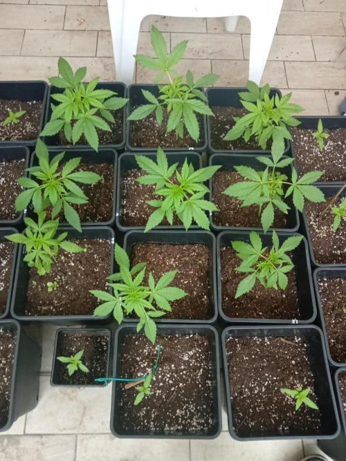 (afghan kush auto) poor Summer part 1. Week 4