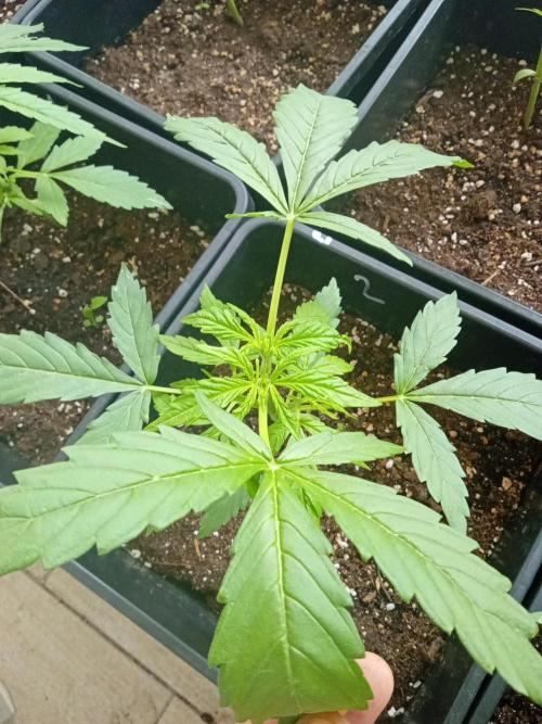 (afghan kush auto) poor Summer part 1. Week 4 - Rigth topping