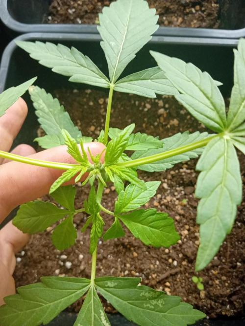 (afghan kush auto) poor Summer part 1. Week 4 - Unvolumtary fimming 🤣😅😘