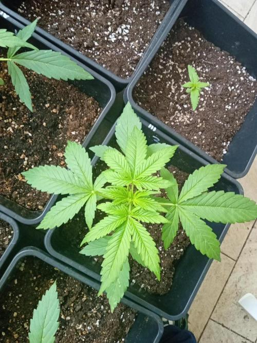 (afghan kush auto) poor Summer part 1. Week 4