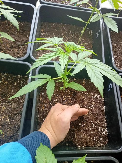 Afghan Kush Auto. Week 4