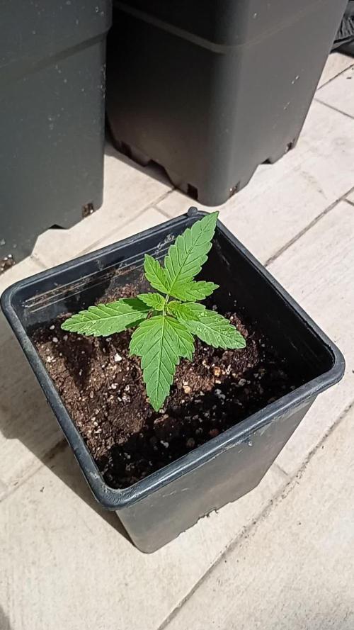 (Lemon mandarine) Poor Summer extra part