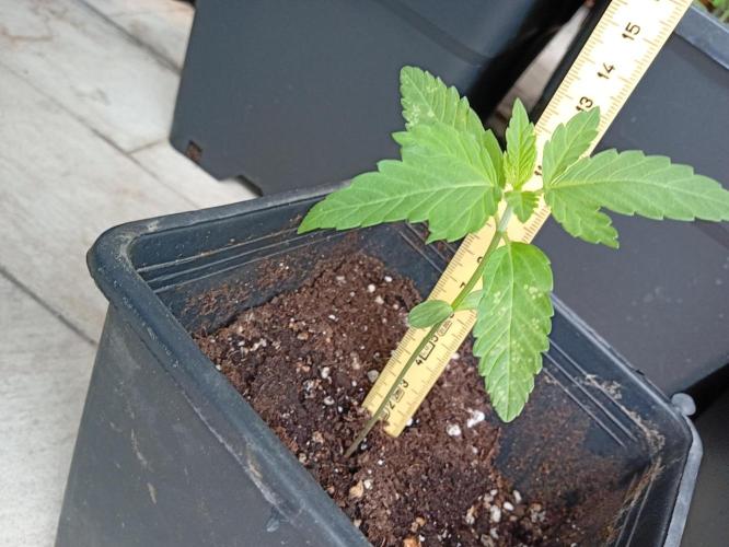 (Lemon mandarine) Poor Summer extra part. Week 3