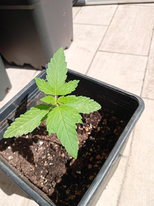 (Lemon mandarine) Poor Summer extra part. Week 3
