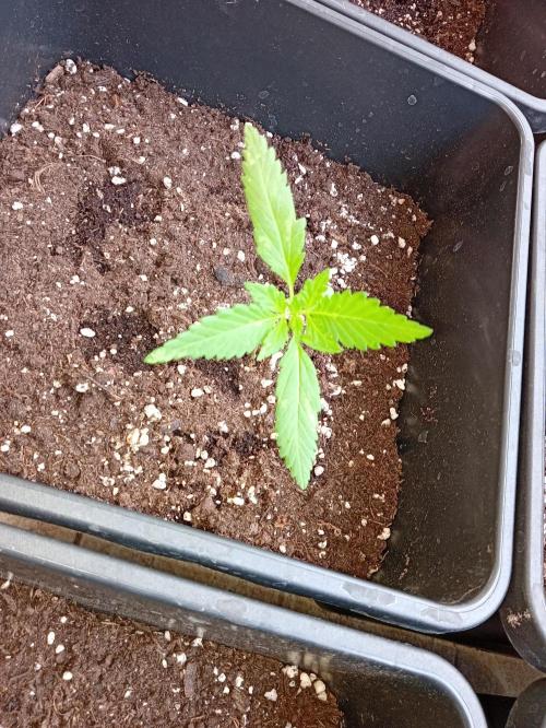 (🍌purple punch RF3) Poor Summer part2. Week 3 - Comparative plant