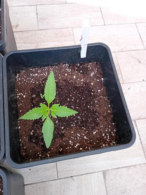 (🍌purple punch RF3) Poor Summer part2. Week 3 - Ligth mix up, all mix down the pot