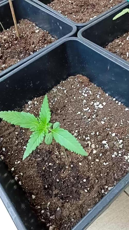 (🍌purple punch RF3) Poor Summer part2