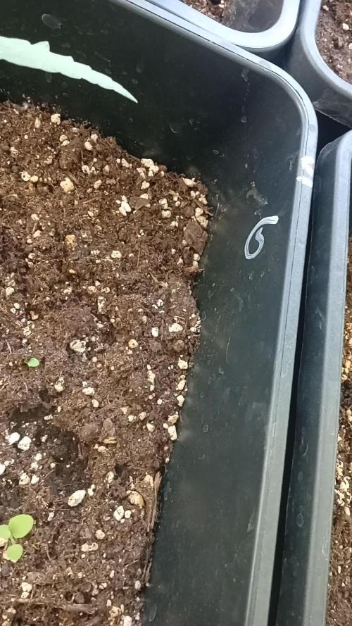 (afghan kush auto) poor Summer part 1