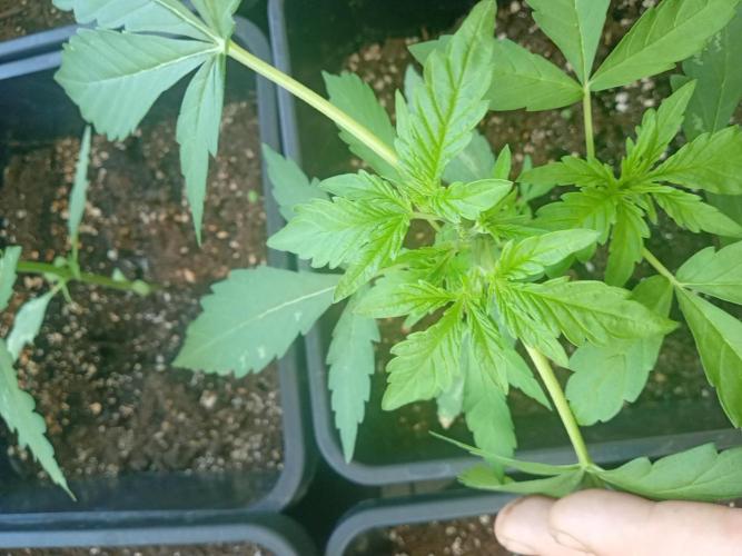 (afghan kush auto) poor Summer part 1. Week 4