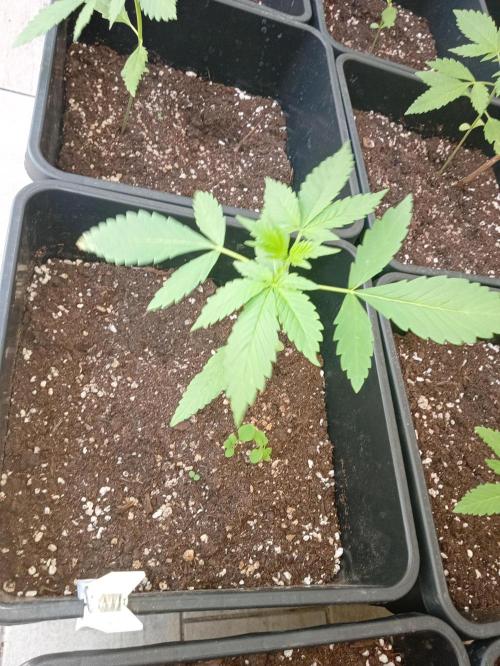 (🍌purple punch RF3) Poor Summer part2. Week 4 - Test plant