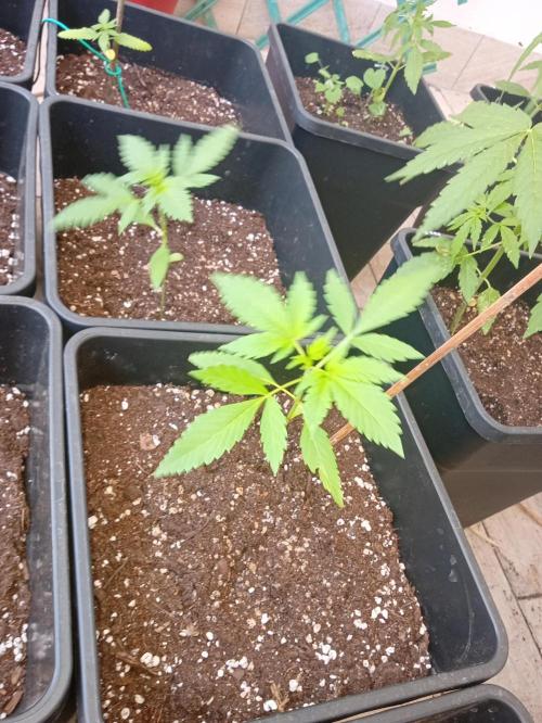 (🍌purple punch RF3) Poor Summer part2. Week 4 - Champion of the cycle whitout test plant