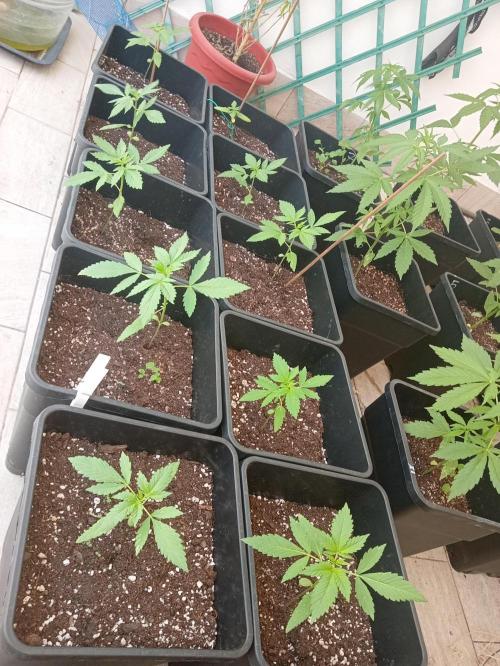 (🍌purple punch RF3) Poor Summer part2. Week 4 - All the squad of banana purple punch rf3