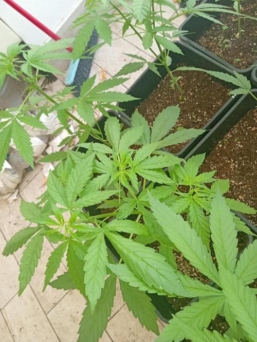 (afghan kush auto) poor Summer part 1. Week 5 - Topped plant