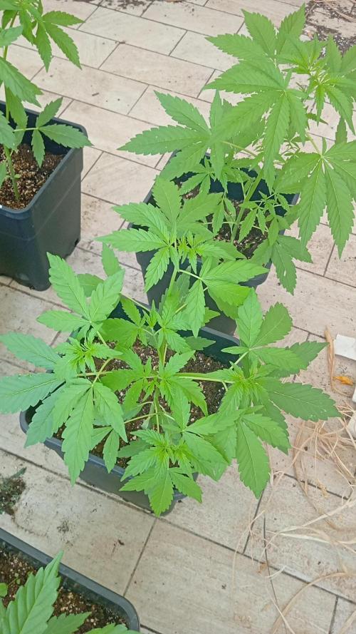 (afghan kush auto) poor Summer part 1. Week 5 - Fimming plant