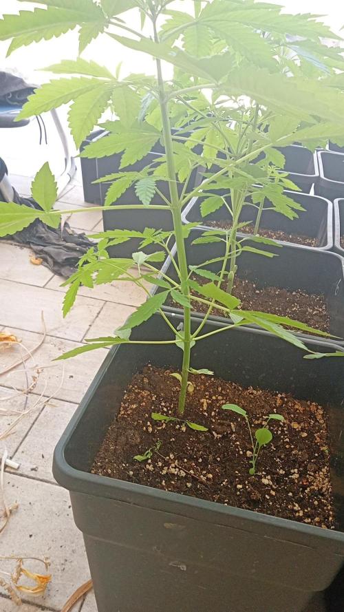 (afghan kush auto) poor Summer part 1. Week 5 - Untrainded plant