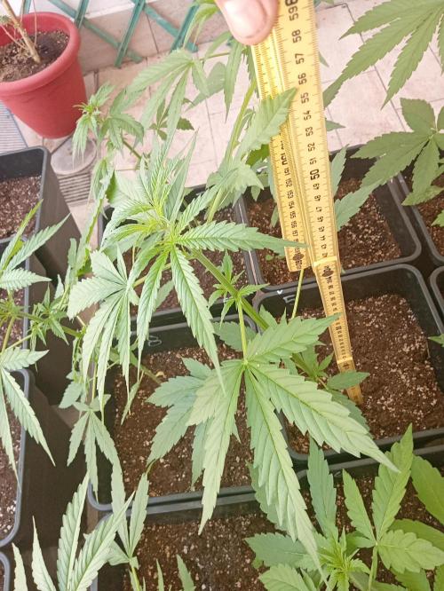 (afghan kush auto) poor Summer part 1. Week 5 - The tallest untrained plant