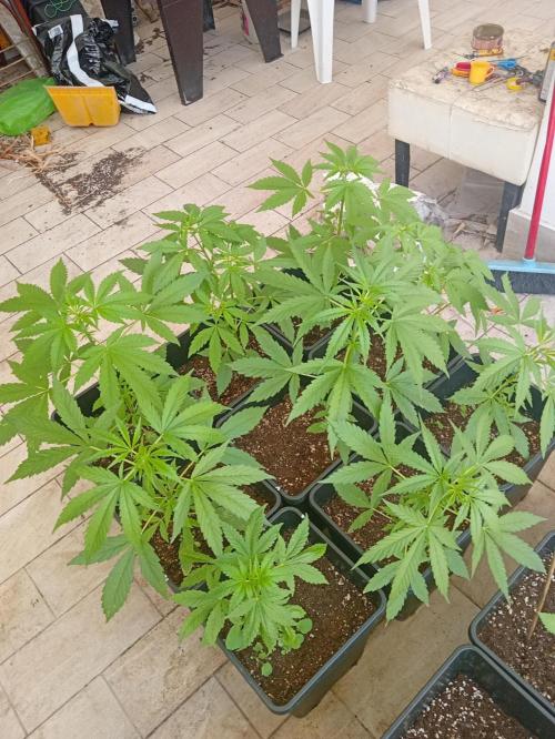 (afghan kush auto) poor Summer part 1. Week 5 - All the squad