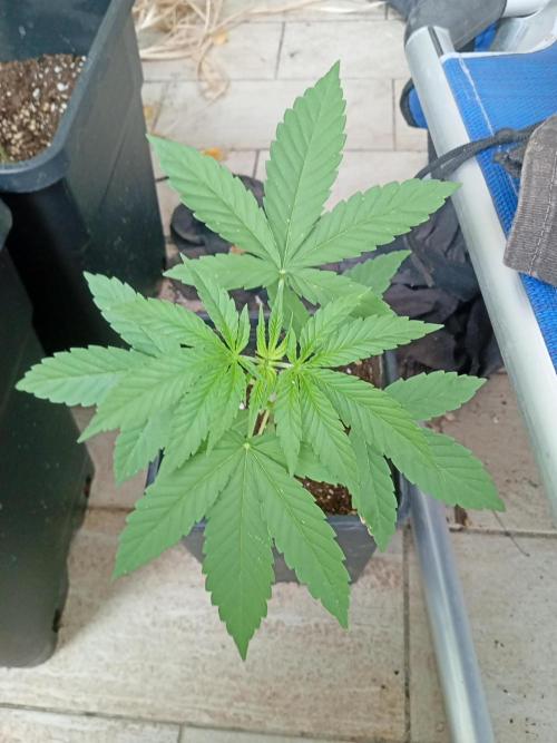 (Lemon mandarine) Poor Summer extra part. Week 4 - Upper vision
