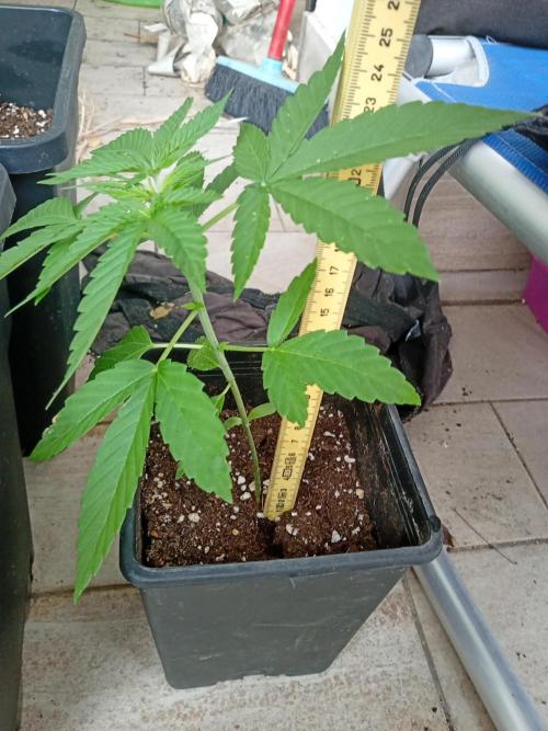 Light-Mix. Week 4