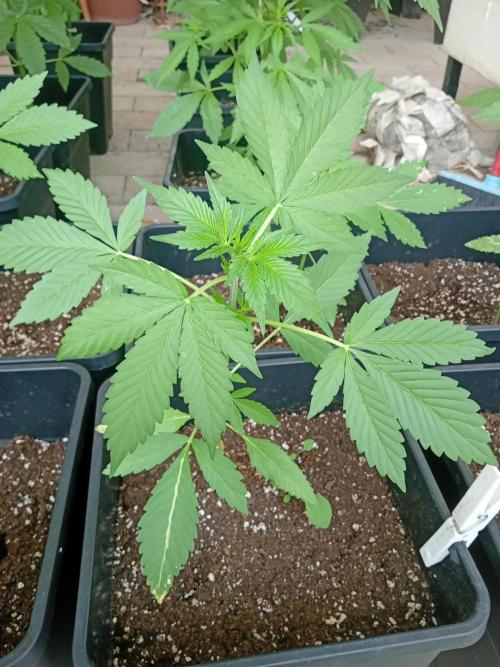(🍌purple punch RF3) Poor Summer part2. Week 4 - Test plant