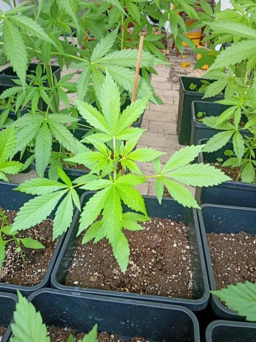 (🍌purple punch RF3) Poor Summer part2. Week 4 - Champions of the rum whitout test plan