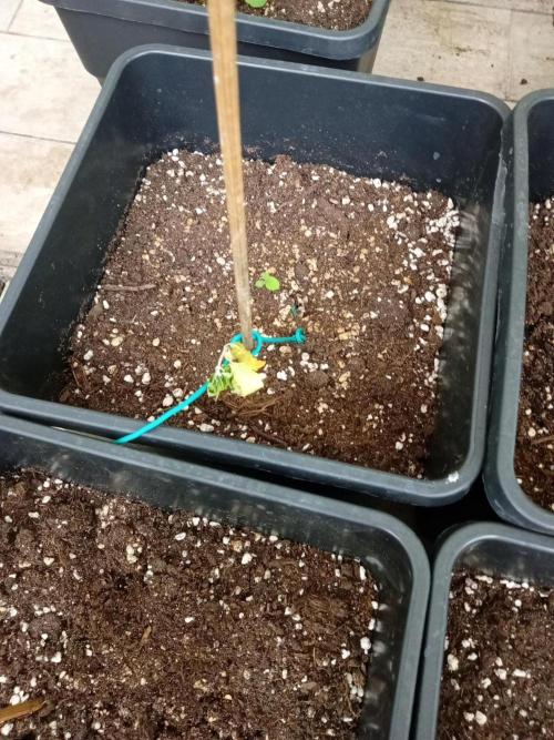(🍌purple punch RF3) Poor Summer part2. Week 4 - Dead in war
Natural selection 