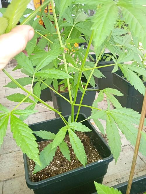 (afghan kush auto) poor Summer part 1. Week 5 - Before lst