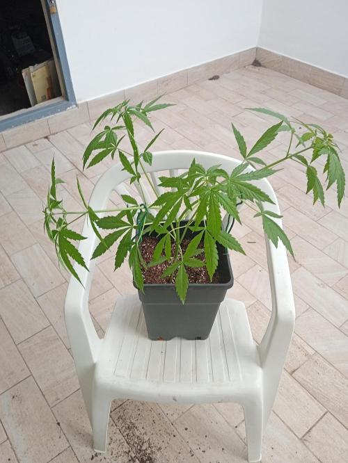 (afghan kush auto) poor Summer part 1. Week 5 - After lst 